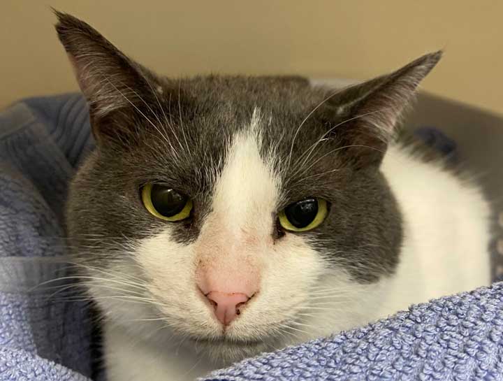 Preventive Care for Cats
